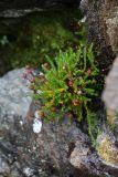 Harrimanella hypnoides