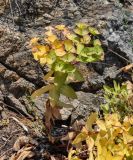 Euphorbia komaroviana. Отплодоносившее растение с желтеющей листвой. Приморье, Партизанский р-н, мыс Клыкова, у подножия скалы. 30.07.2021.
