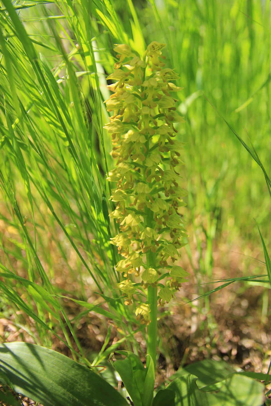 Image of Orchis punctulata specimen.