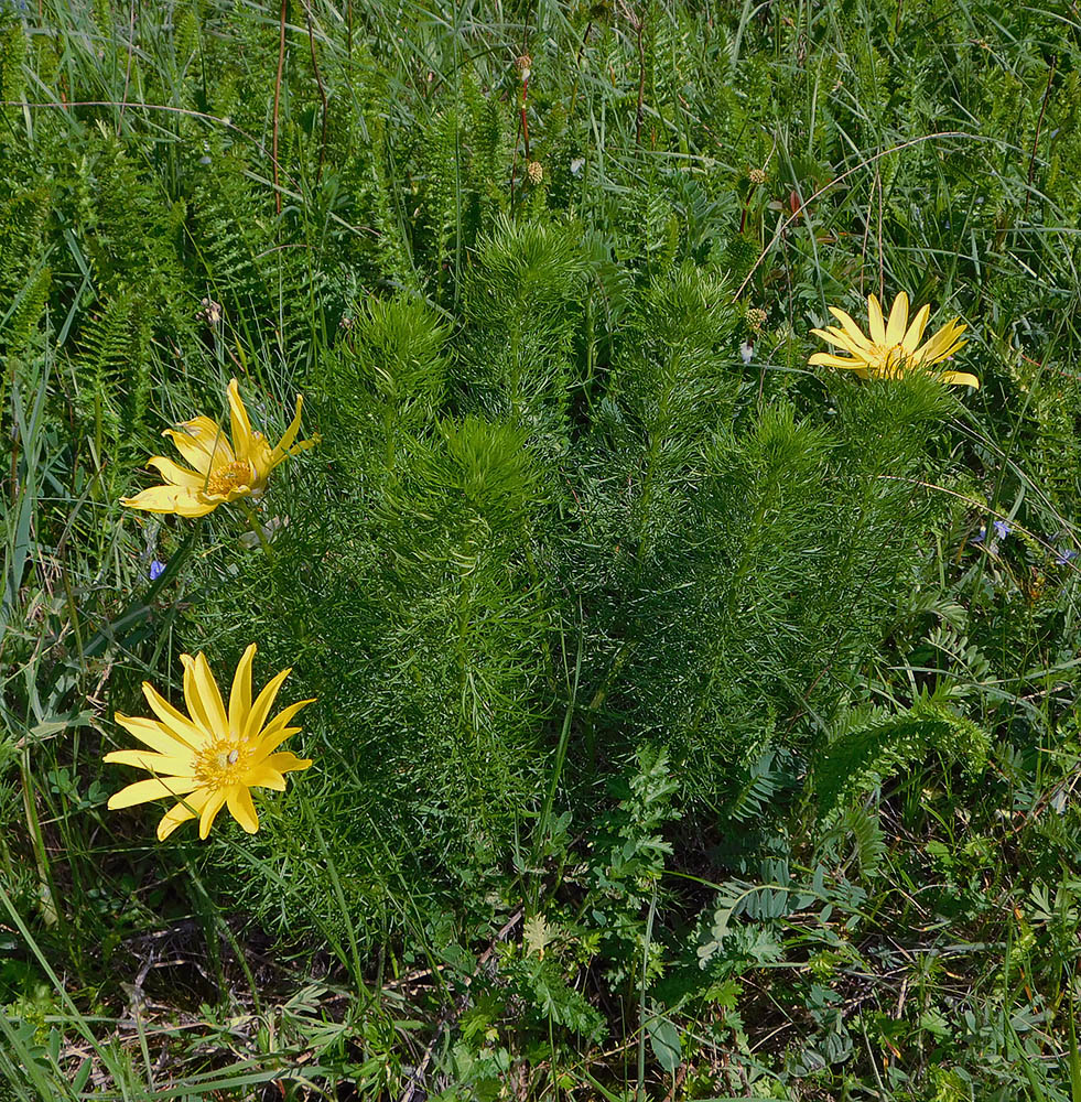 Изображение особи Adonis vernalis.