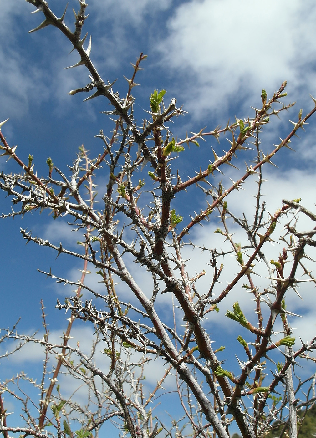 Image of Rosa fedtschenkoana specimen.