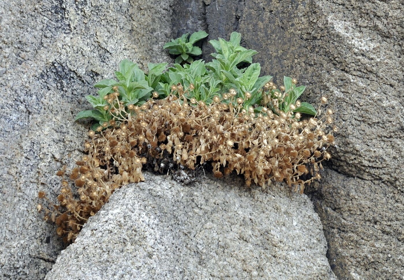 Image of Aster spathulifolius specimen.