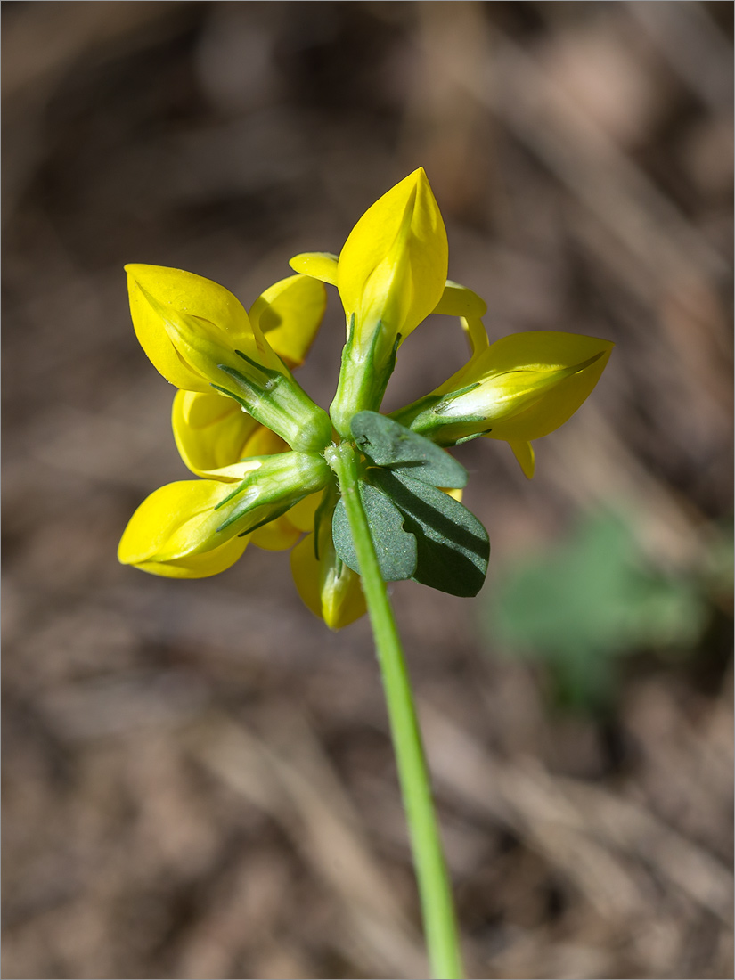 Изображение особи Lotus corniculatus.