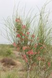 Calligonum litwinowii. Ветвь плодоносящего растения. Узбекистан, Ферганская обл., Язъяванский р-н, Язъяванские пески, частично закреплённые дюны. 16 мая 2023 г.