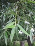 Salix × lispoclados. Ветвь. Чувашия, Заволжье, д. Астраханка. 17.07.2010.