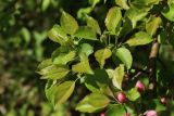 Malus sylvestris
