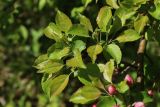 Malus sylvestris