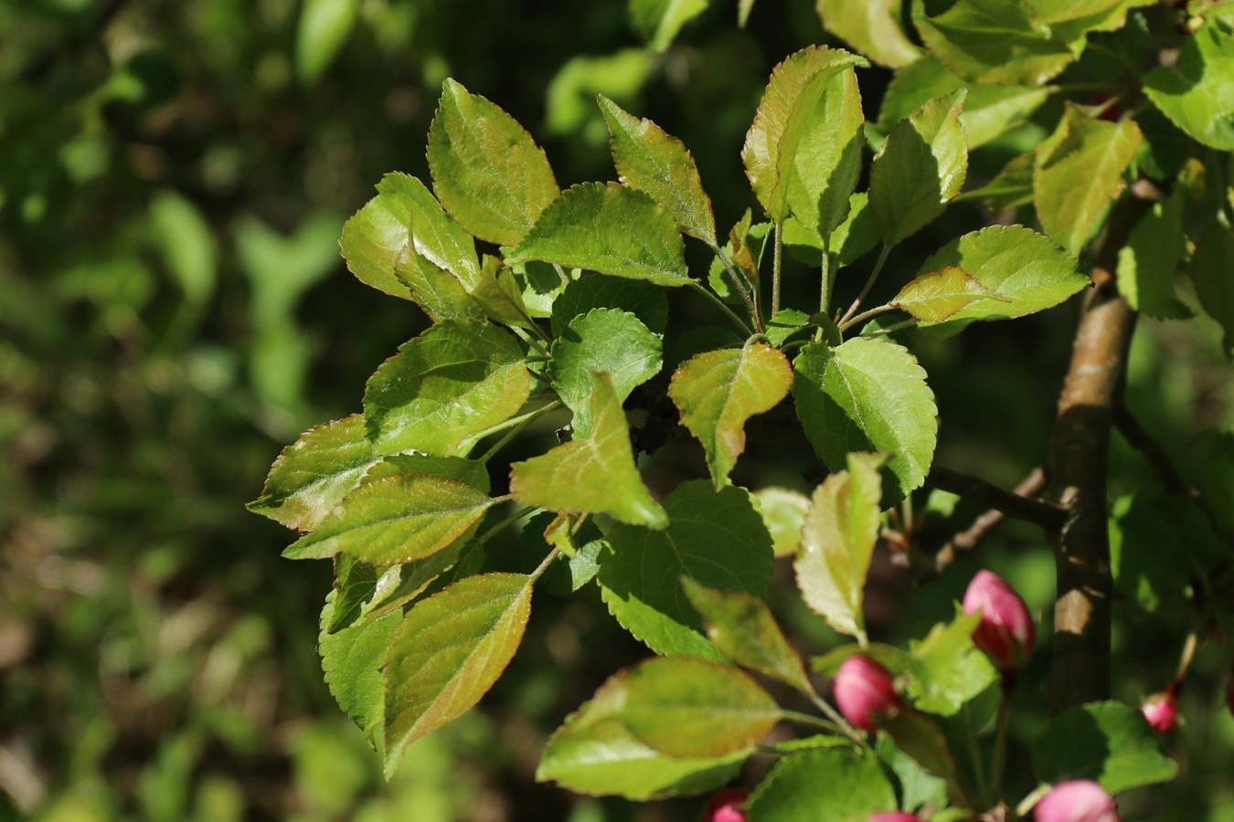 Image of Malus sylvestris specimen.