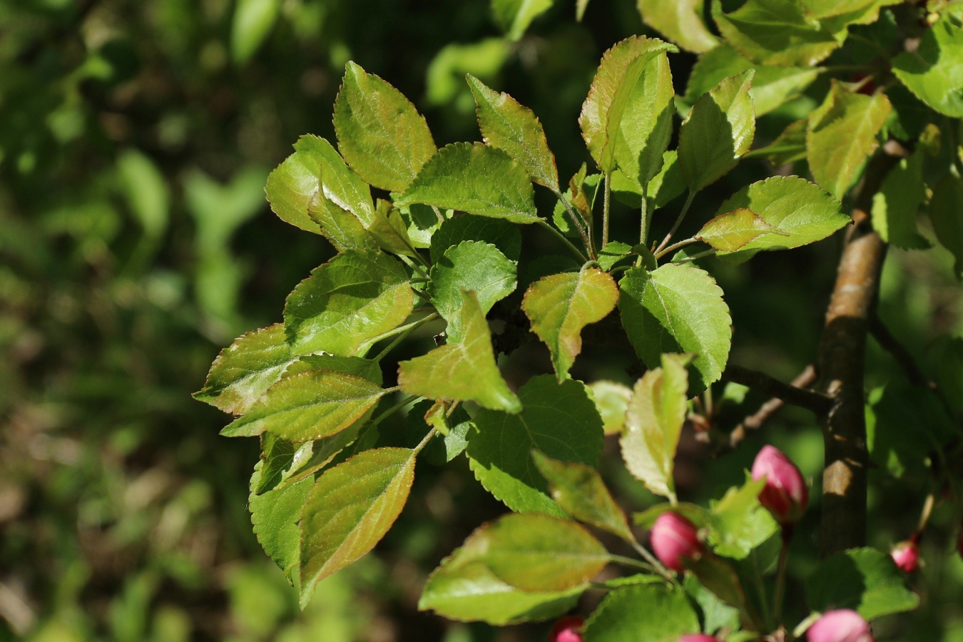 Изображение особи Malus sylvestris.