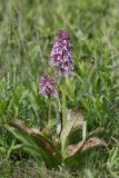 Orchis purpurea подвид caucasica. Цветущие растения (высота наибольшего растения — 30 см). Дагестан, Буйнакский р-н, хр. Нарат-Тюбе, выс. ок. 690 м н.у.м., остепнённый участок по гребню. 24 апреля 2023 г.