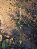 Sisymbrium officinale