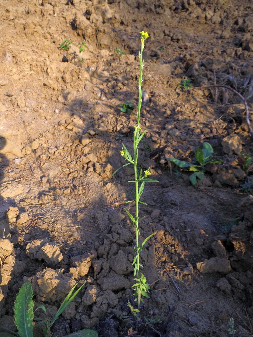 Image of Sisymbrium officinale specimen.