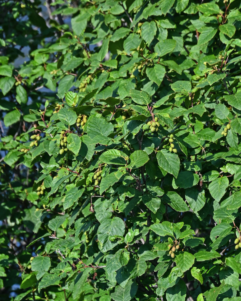 Изображение особи Duschekia fruticosa.