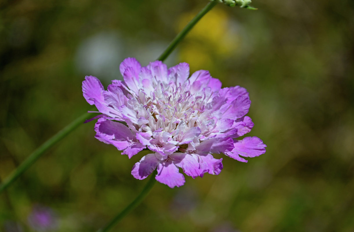 Image of Lomelosia songarica specimen.