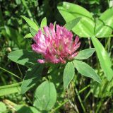 Trifolium pratense. Верхушка цветущего растения. Карачаево-Черкесия, Зеленчукский р-н, долина р. Аксаут, устье р. Кишкет. 25.07.2009.