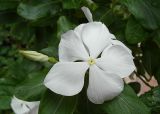 Catharanthus roseus