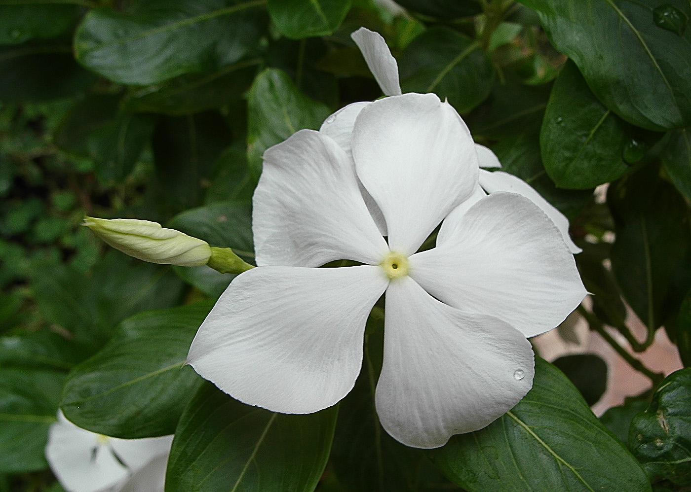 Изображение особи Catharanthus roseus.