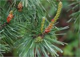 Pinus sylvestris. Молодые побеги с микростробилами и формирующаяся шишка на верхушке ветки. Московская обл., Раменский р-н, окр. дер. Хрипань, садовый участок. 25.05.2023.