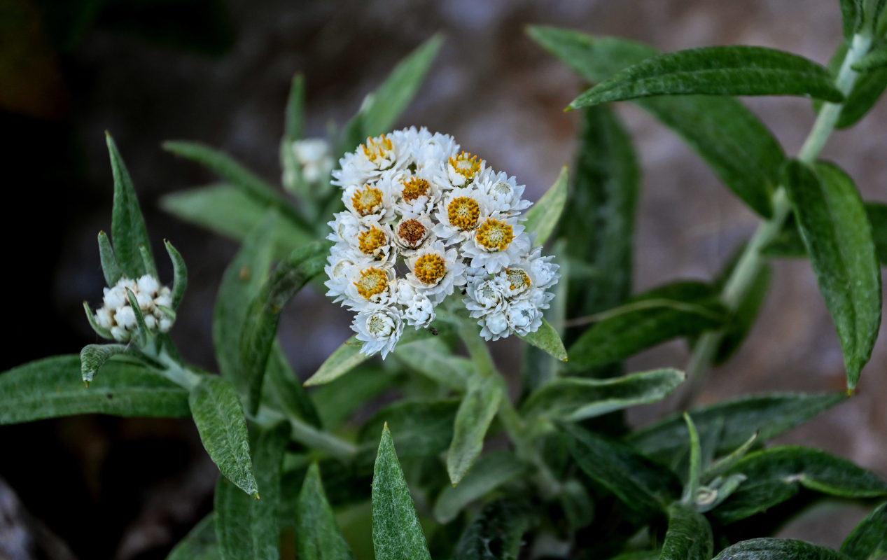 Изображение особи Anaphalis margaritacea.