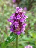 Prunella vulgaris