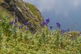 Aconitum nasutum. Верхушки цветущих растений. Карачаево-Черкесия, Урупский р-н, хр. Загедан, долина Ацгарских озёр, ≈ 2600 м н.у.м., скала, поросшая можжевельником, в куртине Juniperus hemisphaerica. 09.08.2023.