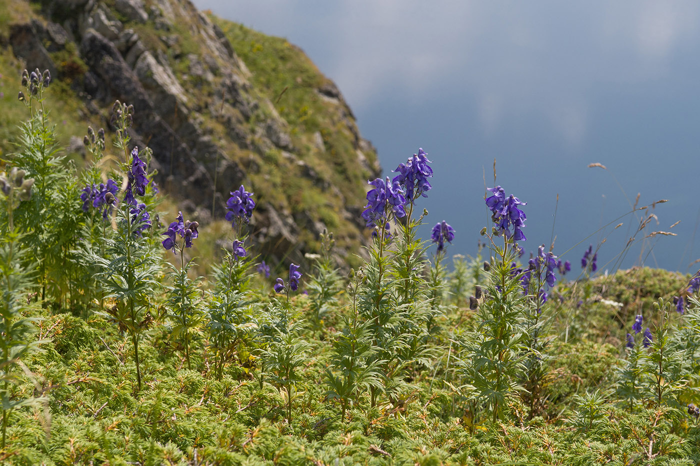 Изображение особи Aconitum nasutum.