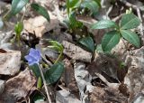 Vinca minor