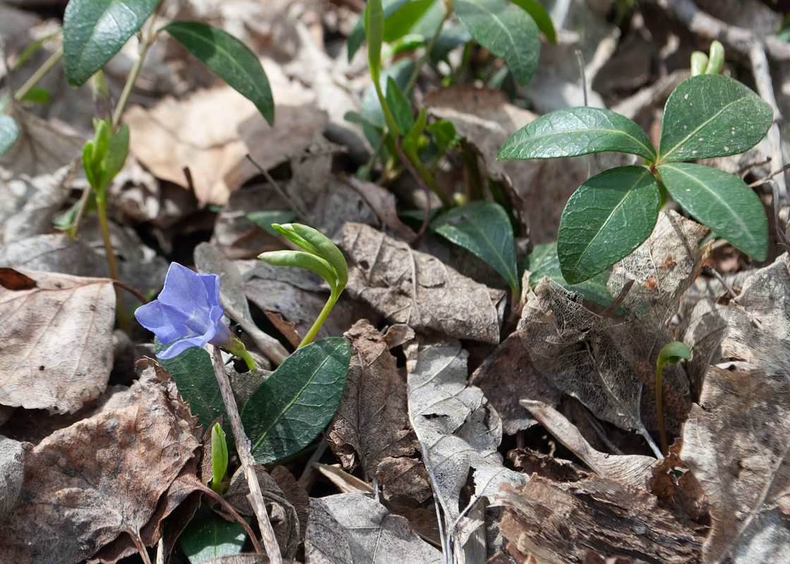 Изображение особи Vinca minor.