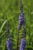 Veronica longifolia