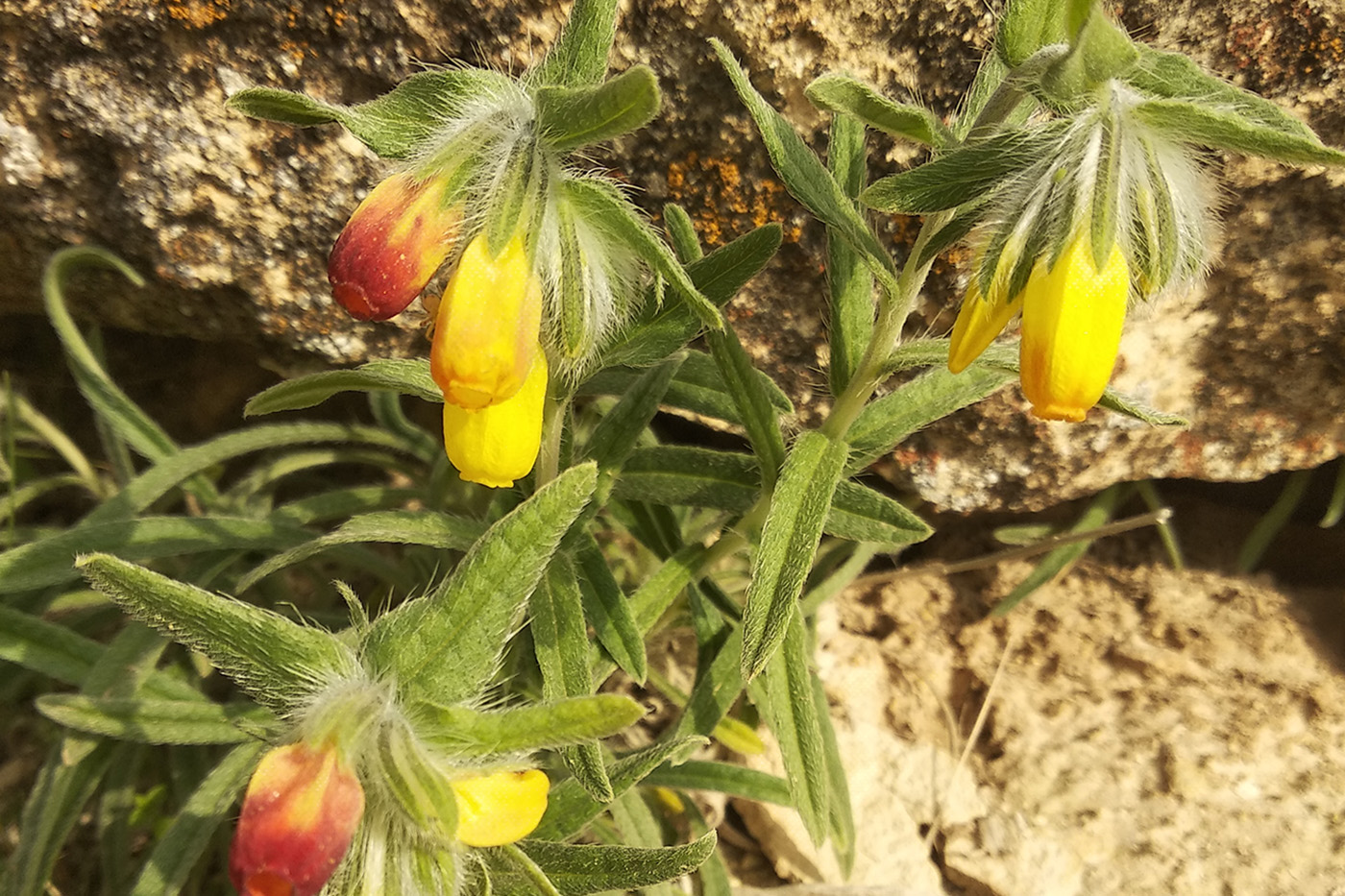 Image of Onosma dichroantha specimen.