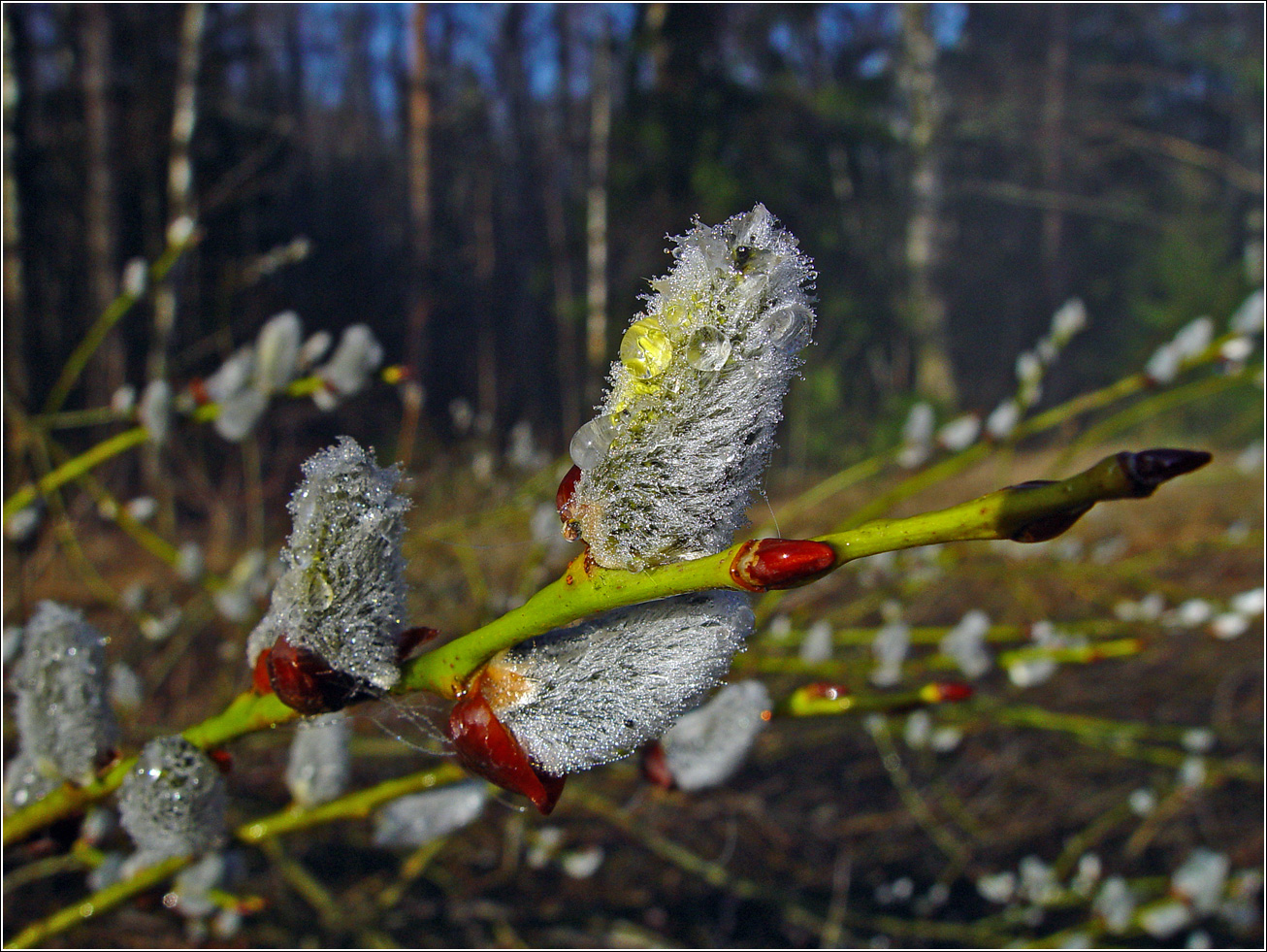 Изображение особи Salix caprea.