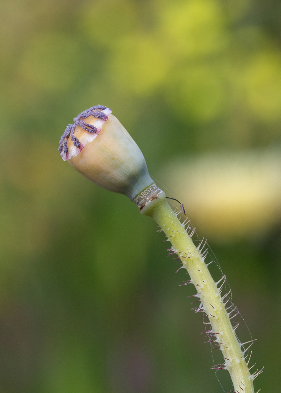 Изображение особи Papaver umbonatum.