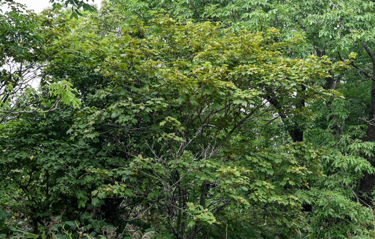 Image of Acer ukurunduense specimen.