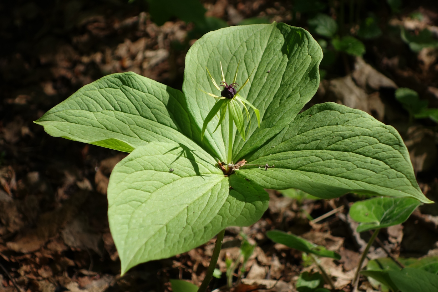 Image of Paris quadrifolia specimen.