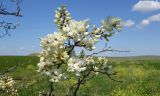 род Robinia. Соцветия. Краснодарский край, Темрюкский р-н, мыс Железный Рог, приморская степь. 12.05.2024.