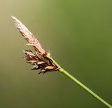 Carex ulobasis