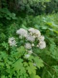 Thalictrum aquilegiifolium