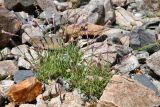 Silene guntensis
