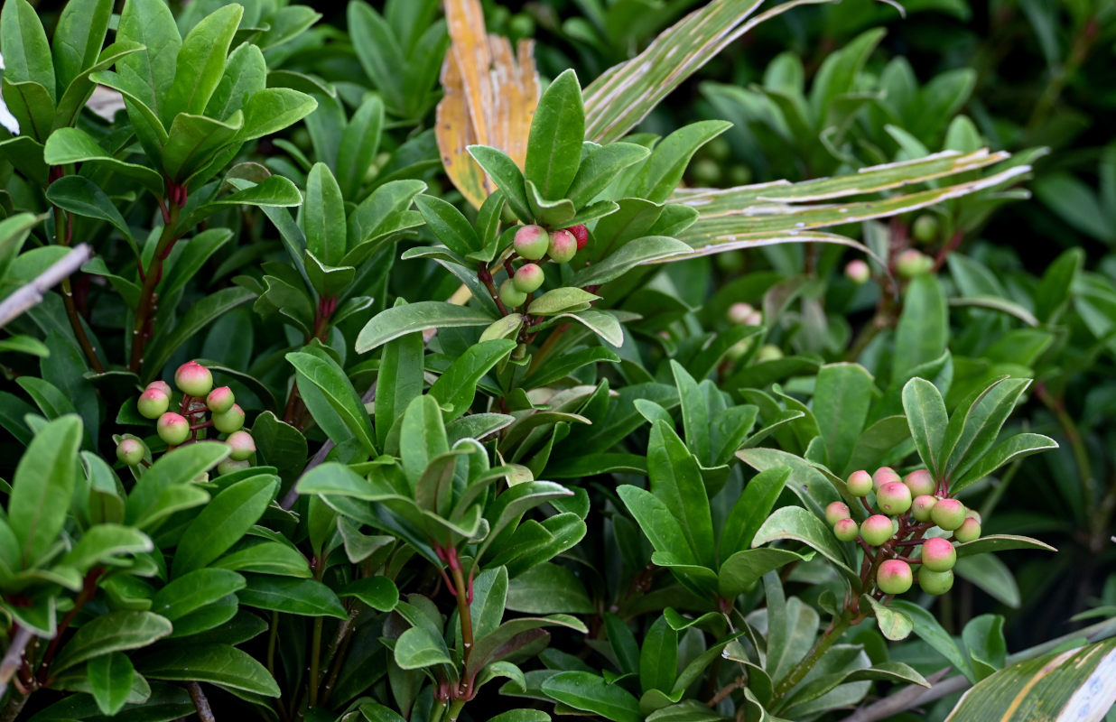 Image of Skimmia repens specimen.