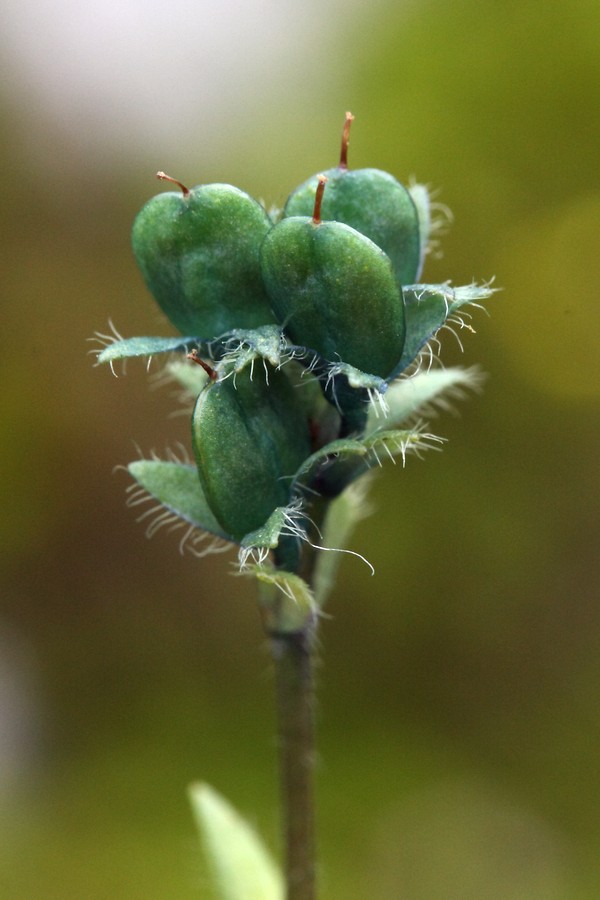 Image of Veronica alpina specimen.
