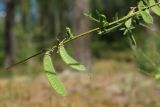Sarothamnus scoparius