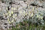 genus Astragalus