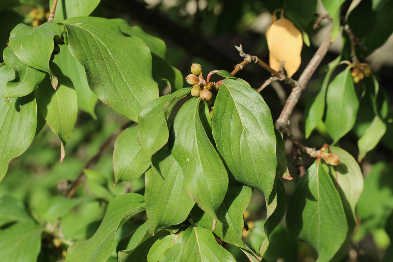 Image of Cornus mas specimen.