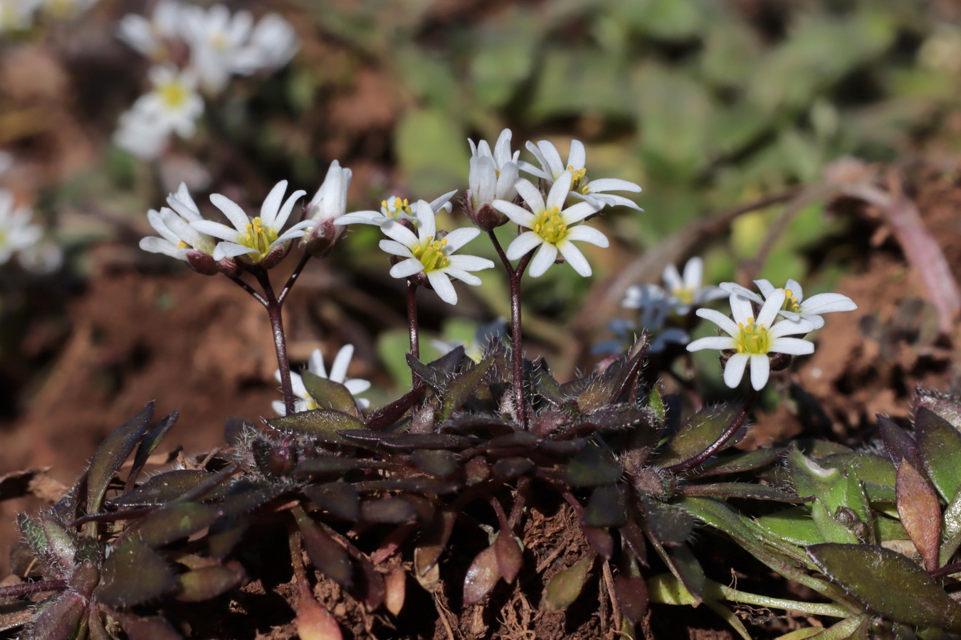 Изображение особи Erophila praecox.