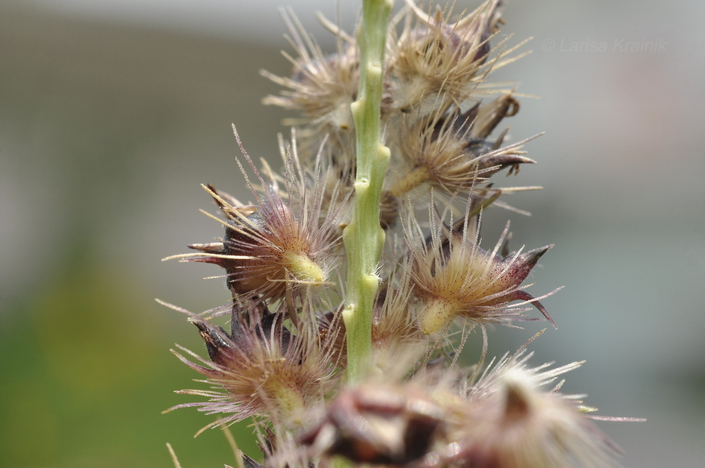 Изображение особи Cenchrus echinatus.
