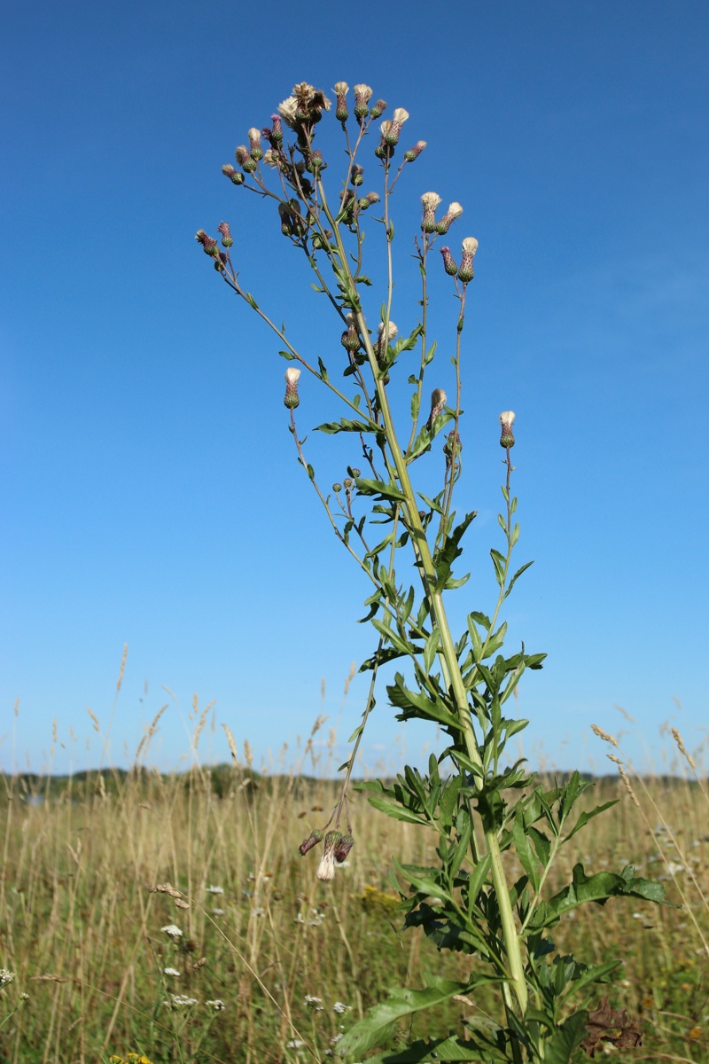 Image of Cirsium arvense specimen.