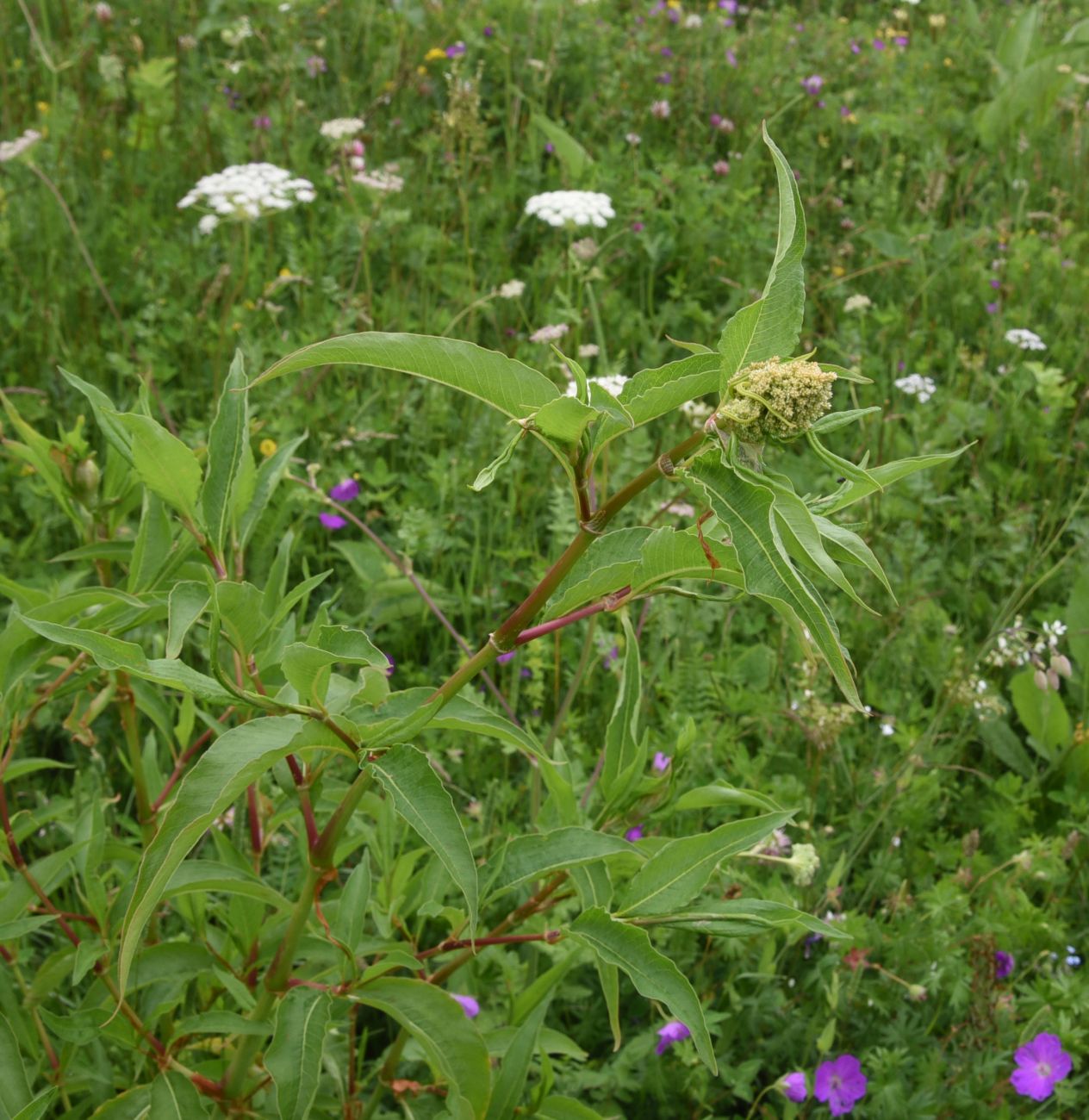 Изображение особи Aconogonon panjutinii.