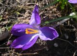 род Crocus