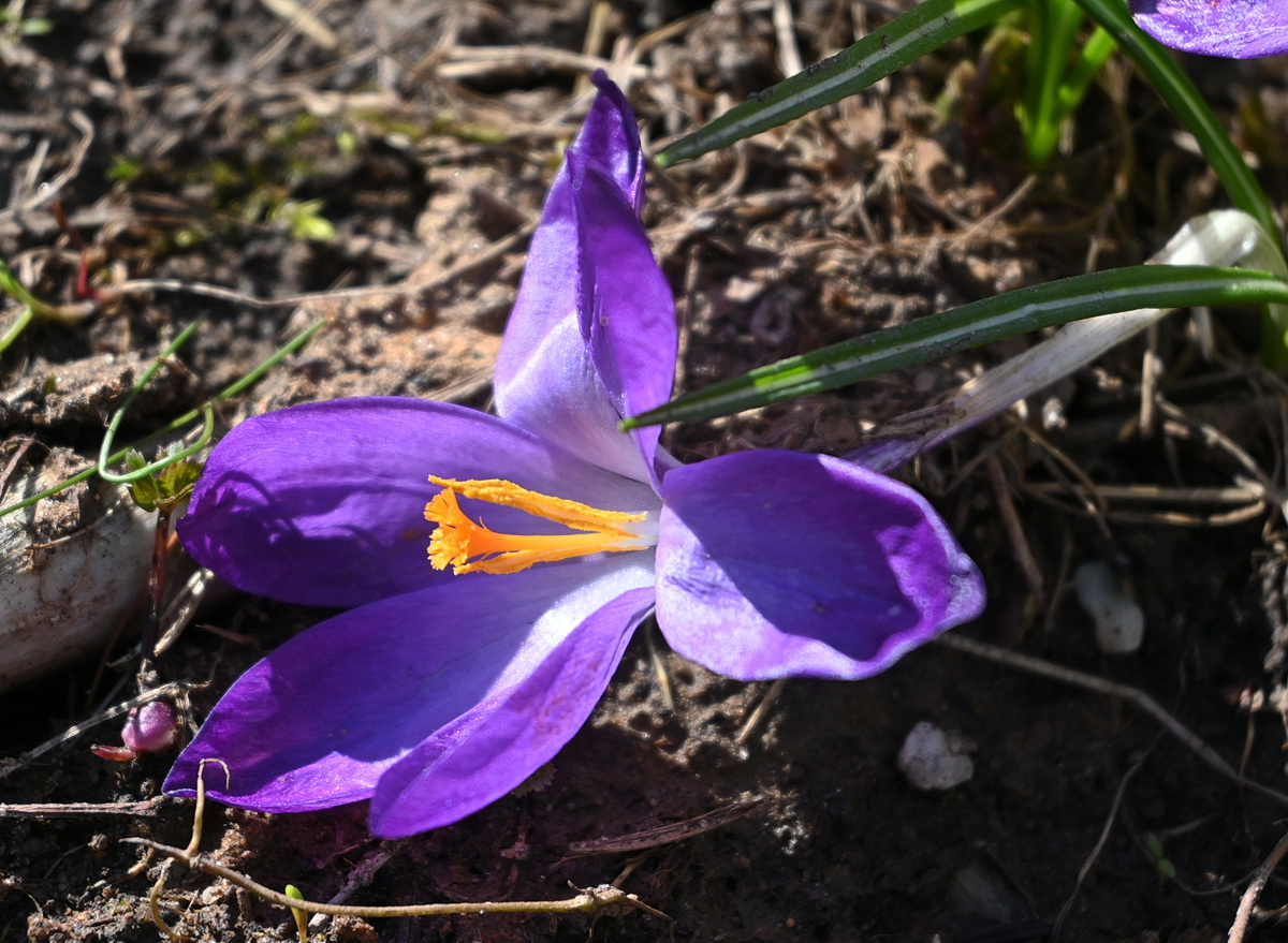 Image of genus Crocus specimen.
