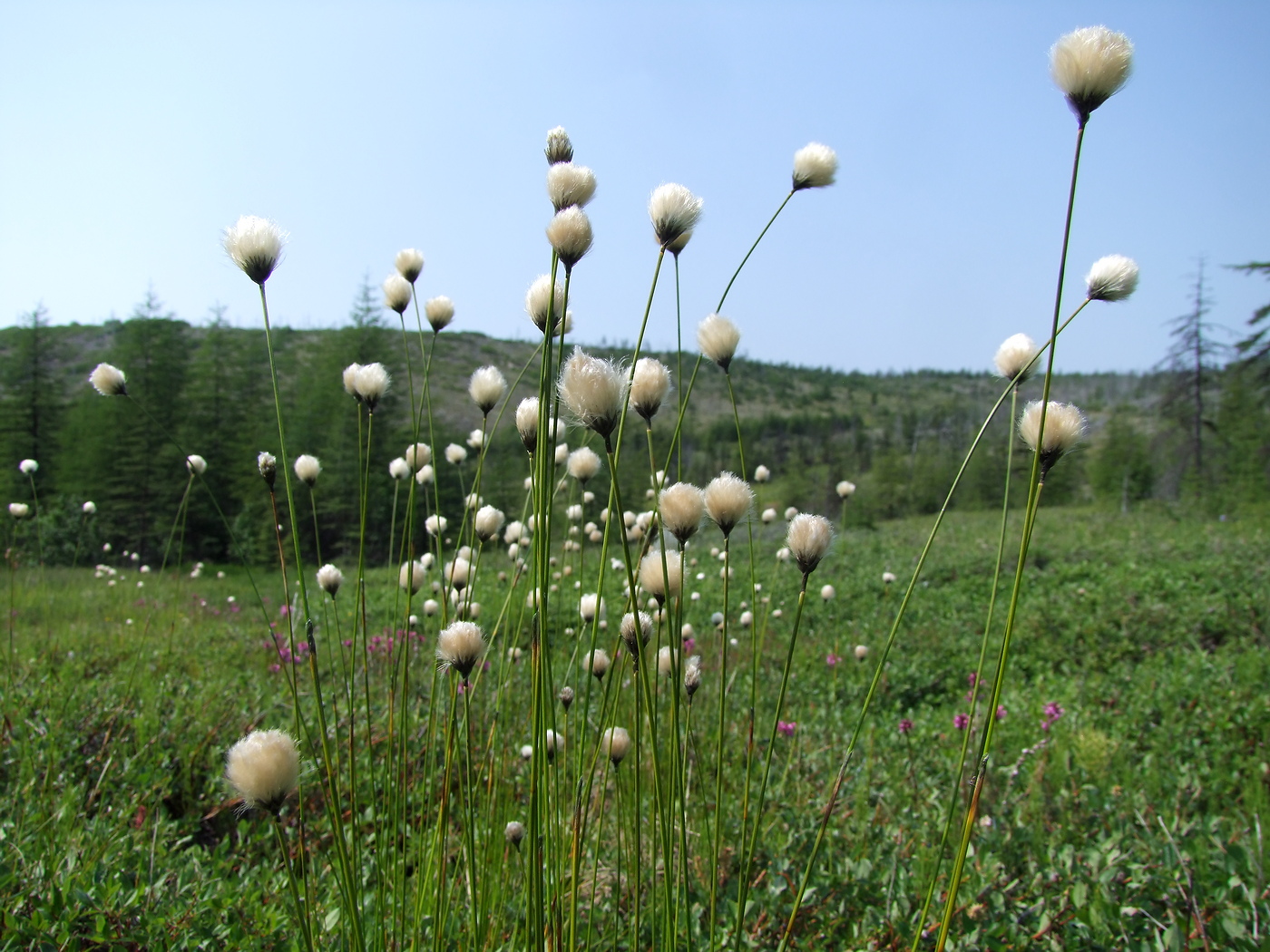 Image of Eriophorum brachyantherum specimen.